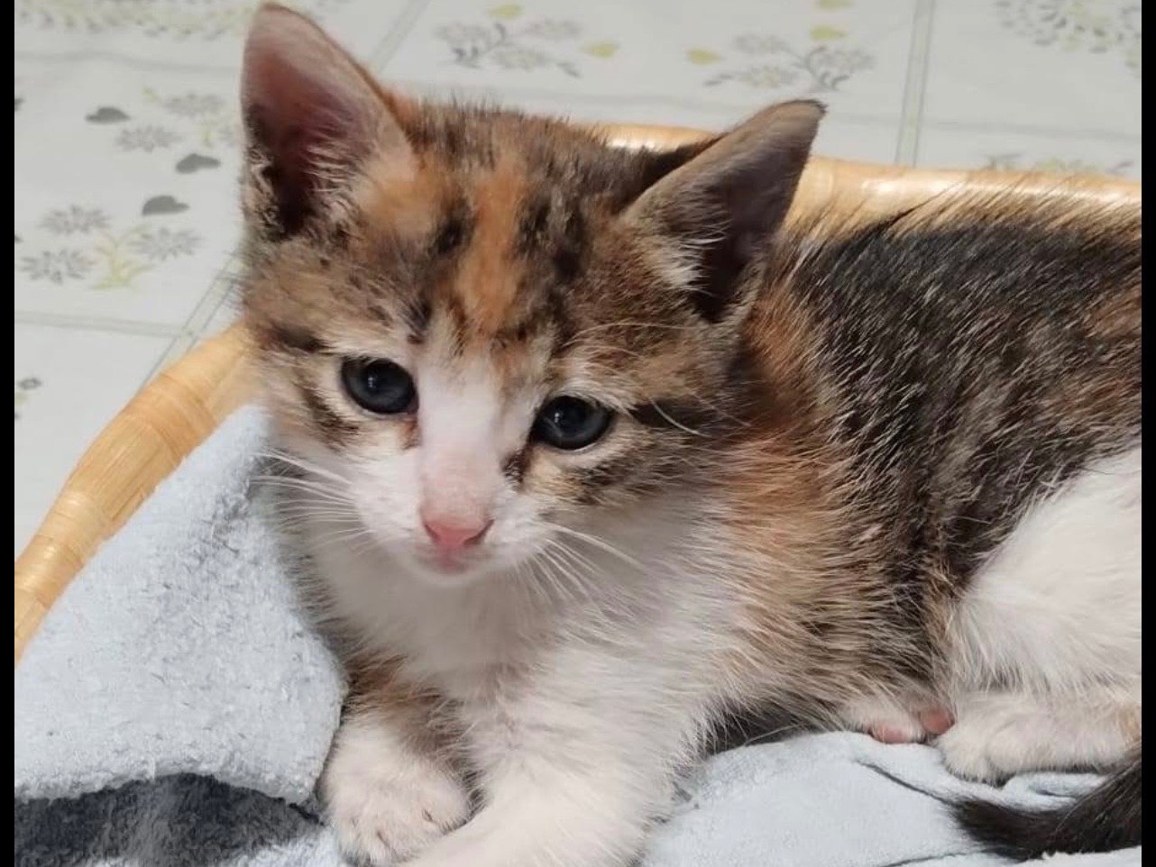 Adotta un gatto, taglia non valida, femmina, Bari