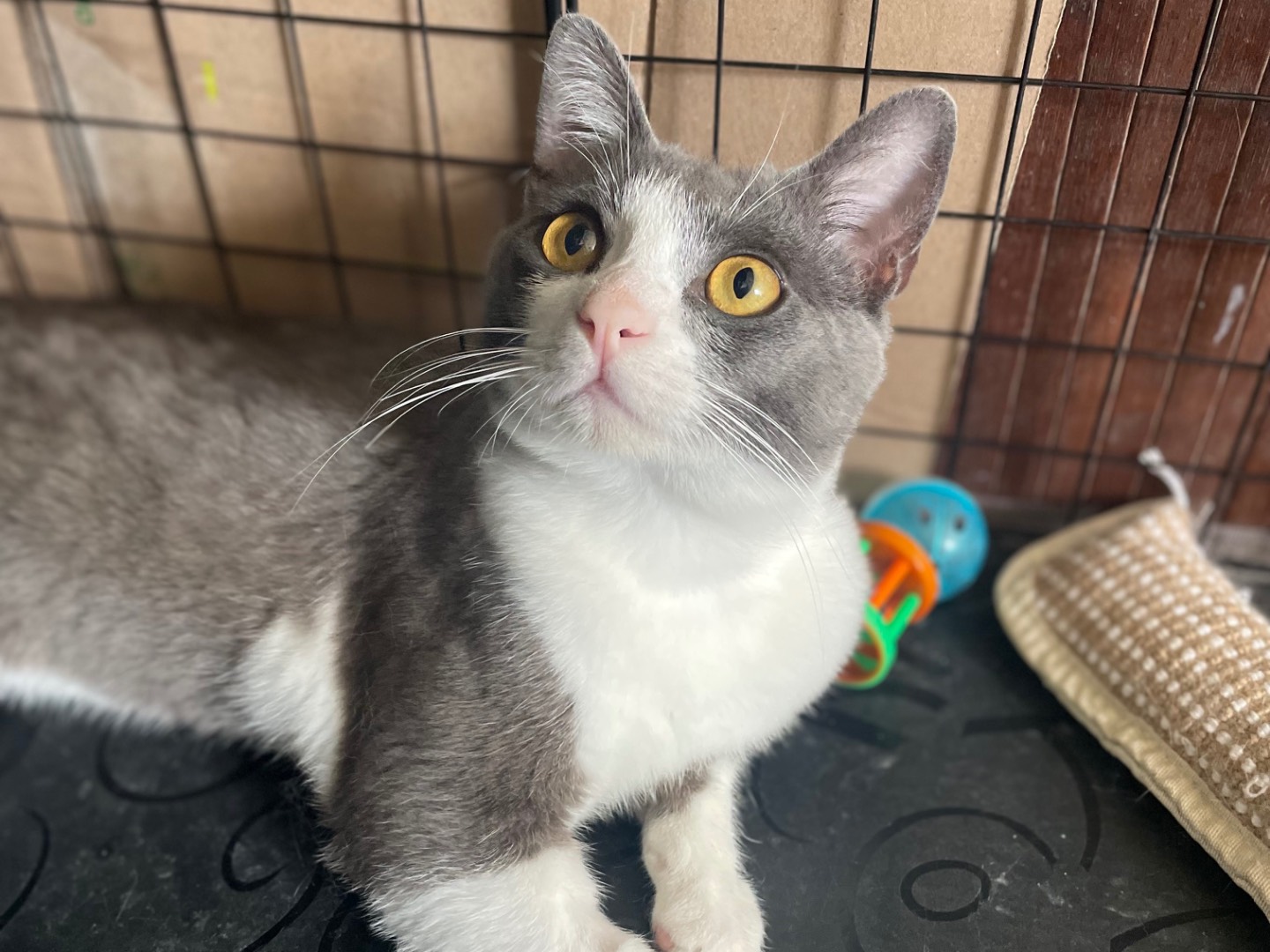 Adozione gatto, maschio, Razza sconosciuta Razza sconosciuta, 8 mesi, taglia non valida, Lecce