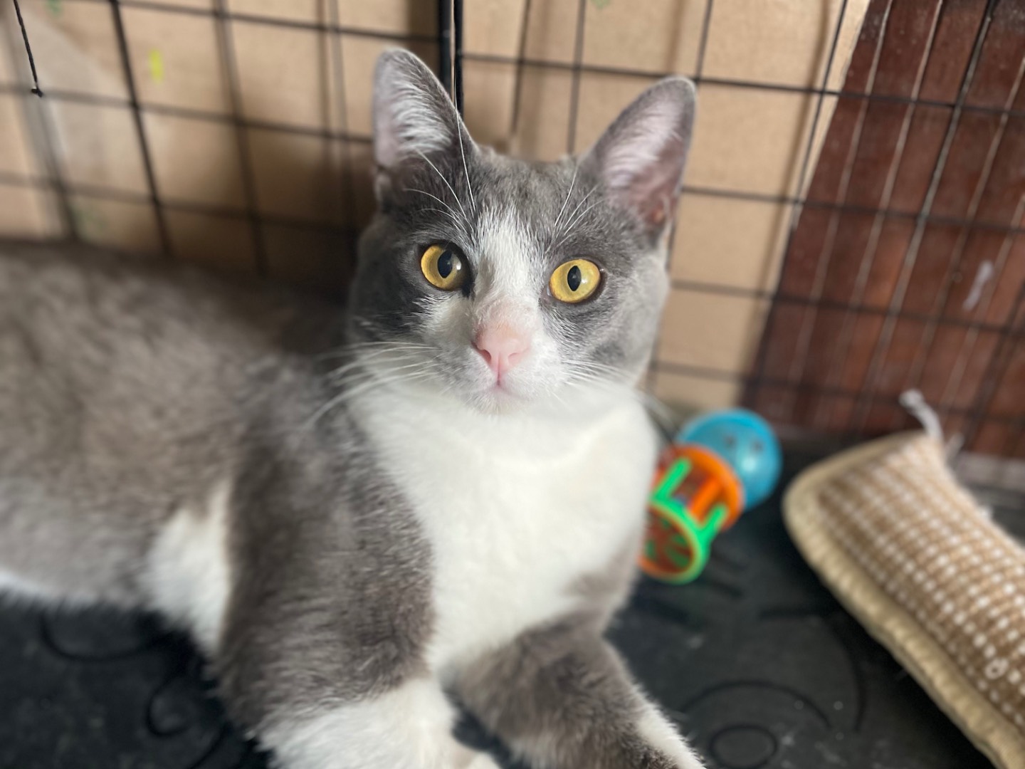 Adotta un gatto, maschio, 8 mesi, Lecce