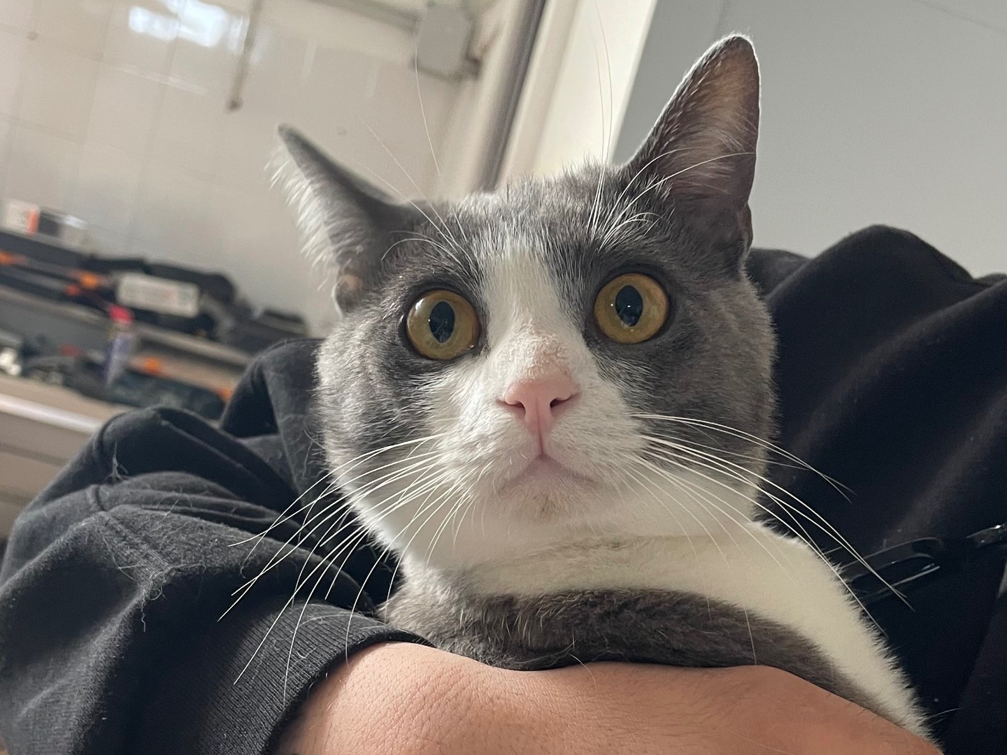 Adotta un gatto, taglia non valida, maschio, Lecce