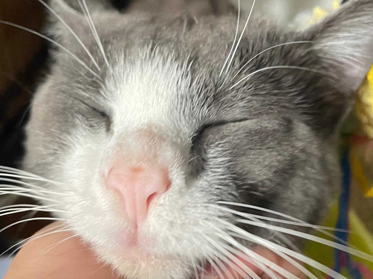 Vuoi adottare un gatto a Lecce?