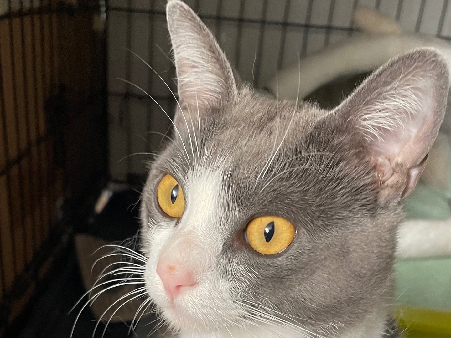 Adotta il gatto Lucio a Lecce