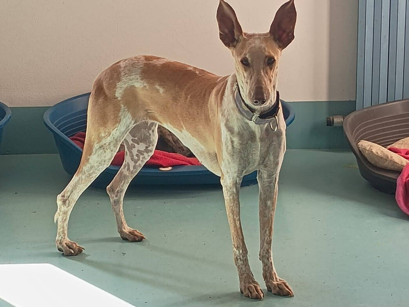 Adozione cane, femmina, Razza sconosciuta Razza sconosciuta, 3 anni e 3 mesi, taglia media, Rovigo