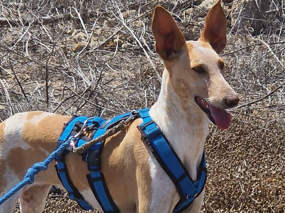 Adotta un cane, femmina, 3 anni e 3 mesi, Rovigo