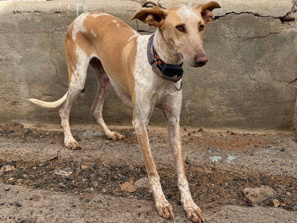 Adotta un cane, taglia media, femmina, Rovigo