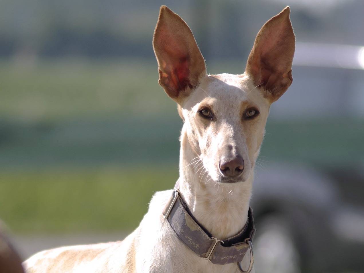 Vuoi adottare un cane a Rovigo?