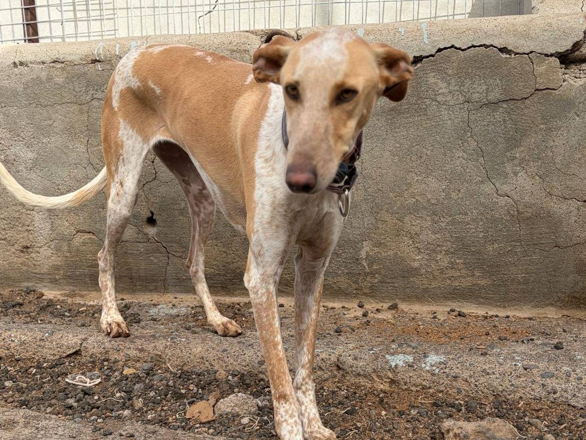 Adotta il cane Tabaiba a Rovigo