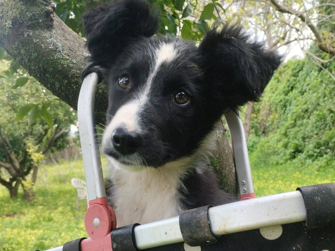 Adozione cane, femmina, Razza sconosciuta Razza sconosciuta, 3 mesi, taglia media contenuta, Vibo