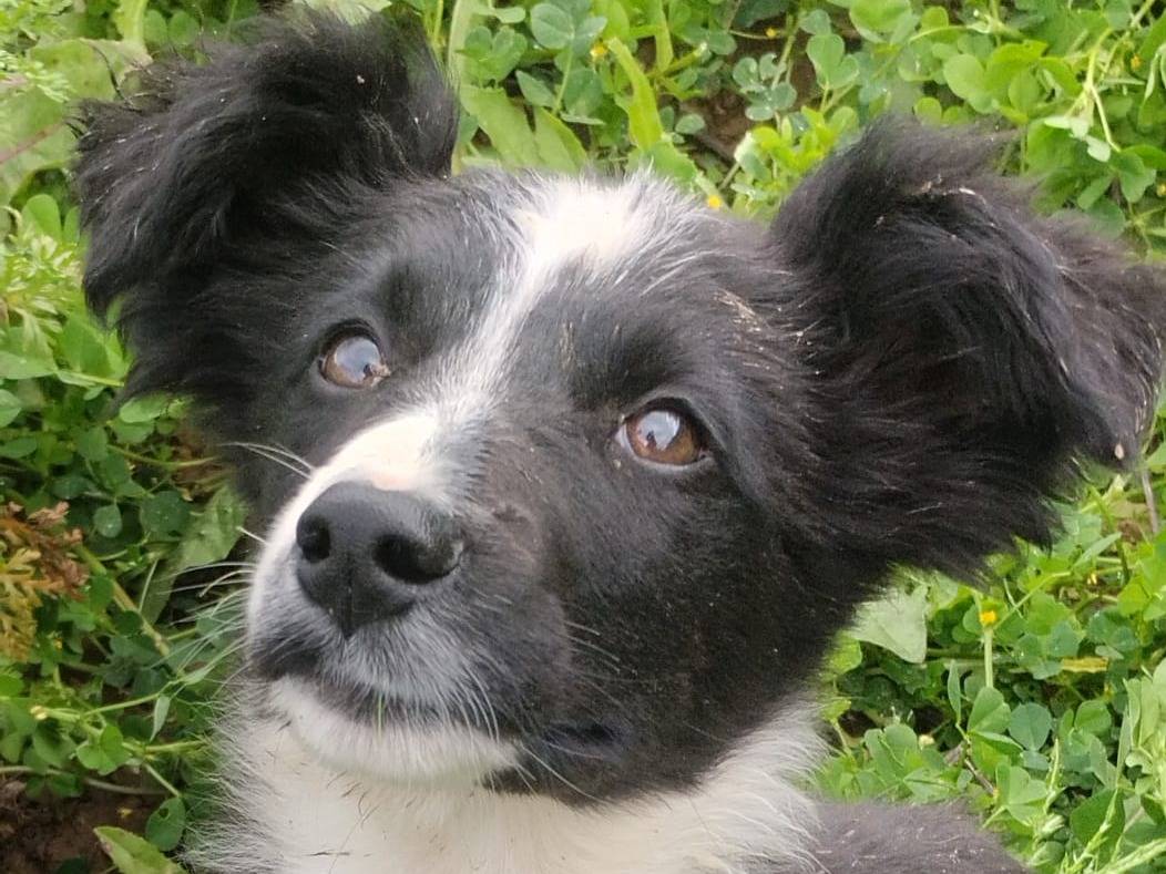 Adotta un cane, femmina, 3 mesi, Vibo