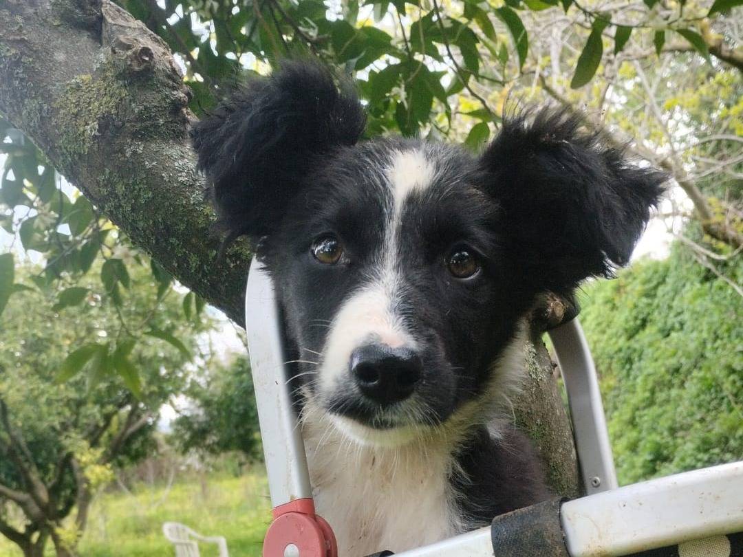 Adotta un cane, taglia media contenuta, femmina, Vibo