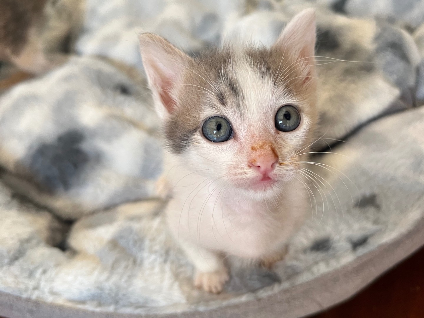 Adozione gatto, maschio, Razza sconosciuta Razza sconosciuta, 2 mesi, taglia non valida, Messina