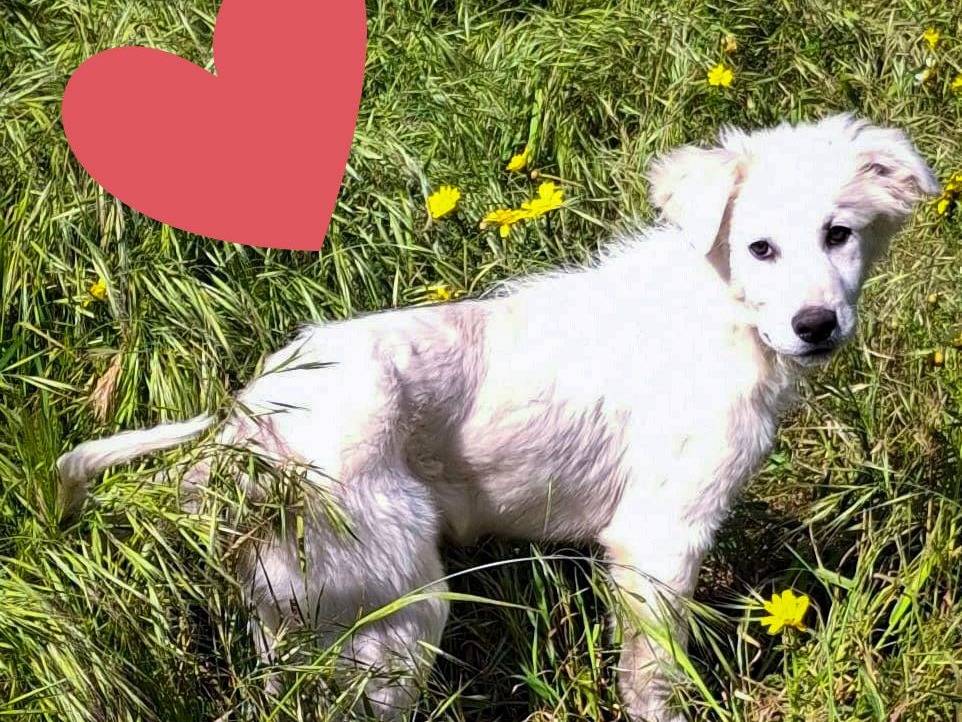 Adotta un cane, femmina, 3 mesi, Crotone