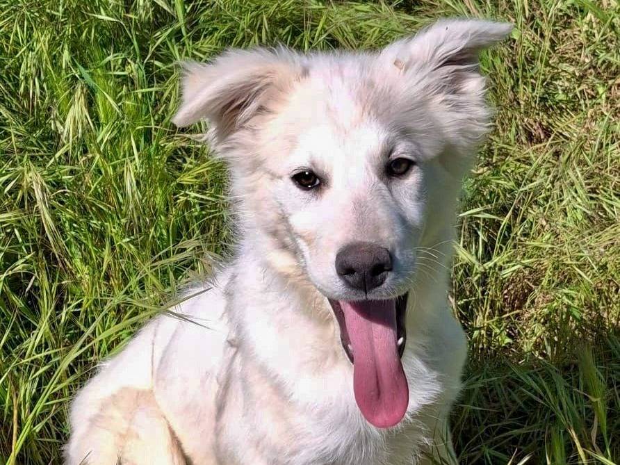 Adozione cane, femmina, Razza sconosciuta Razza sconosciuta, 3 mesi, taglia media, Crotone