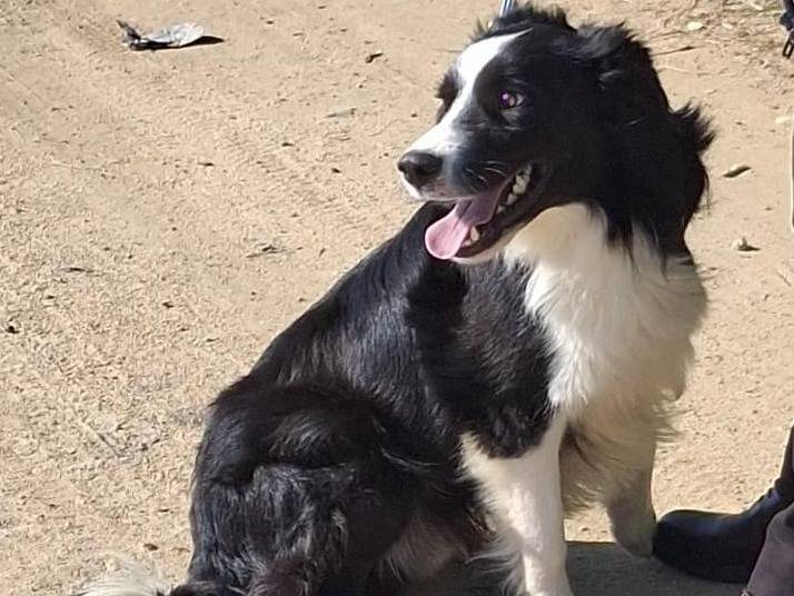 Adotta un cane, maschio, 1 anno e 6 mesi, Crotone