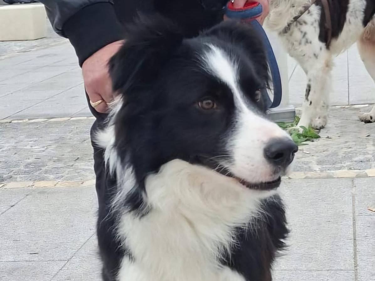 Adozione cane, maschio, Border Collie Razza sconosciuta, 1 anno e 6 mesi, taglia media, Crotone