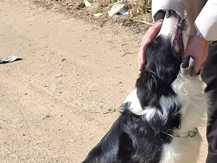 Adotta un cane, taglia media, maschio, Crotone