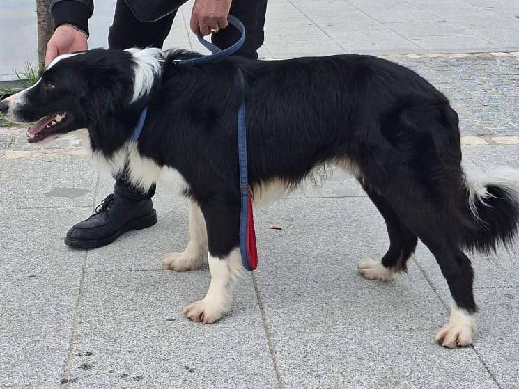 Vuoi adottare un cane a Crotone?