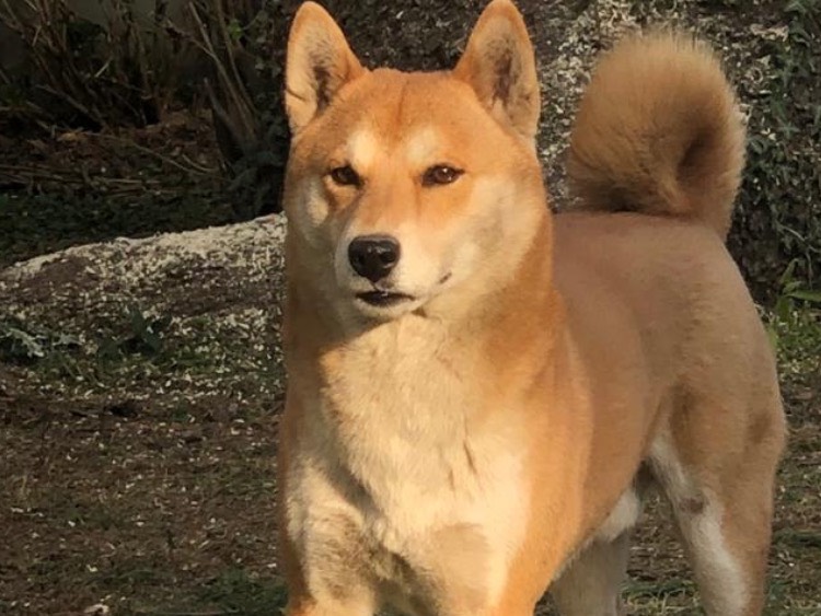 Adotta un cane, maschio, 11 anni e 10 mesi, Milano