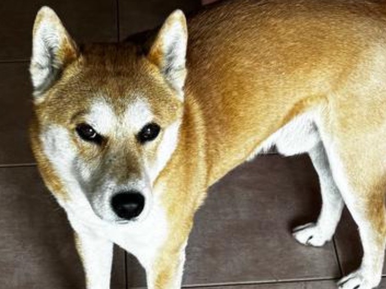 Adotta un cane, taglia media, maschio, Milano