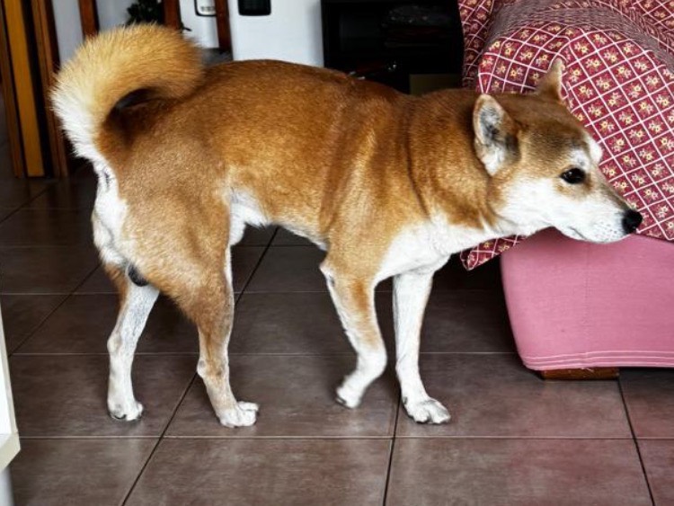 Vuoi adottare un cane a Milano?