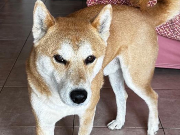 Adotta il cane Shibo a Milano