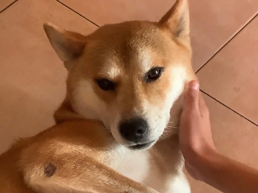 Adozione cane, maschio, Shiba Razza sconosciuta, 11 anni e 10 mesi, taglia media, Milano