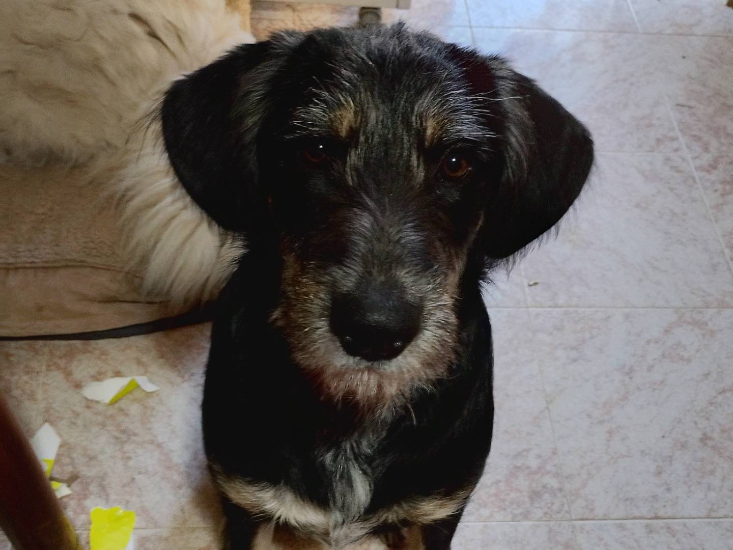 Adozione cane, femmina, Razza sconosciuta Razza sconosciuta, 6 mesi, taglia grande, Frosinone