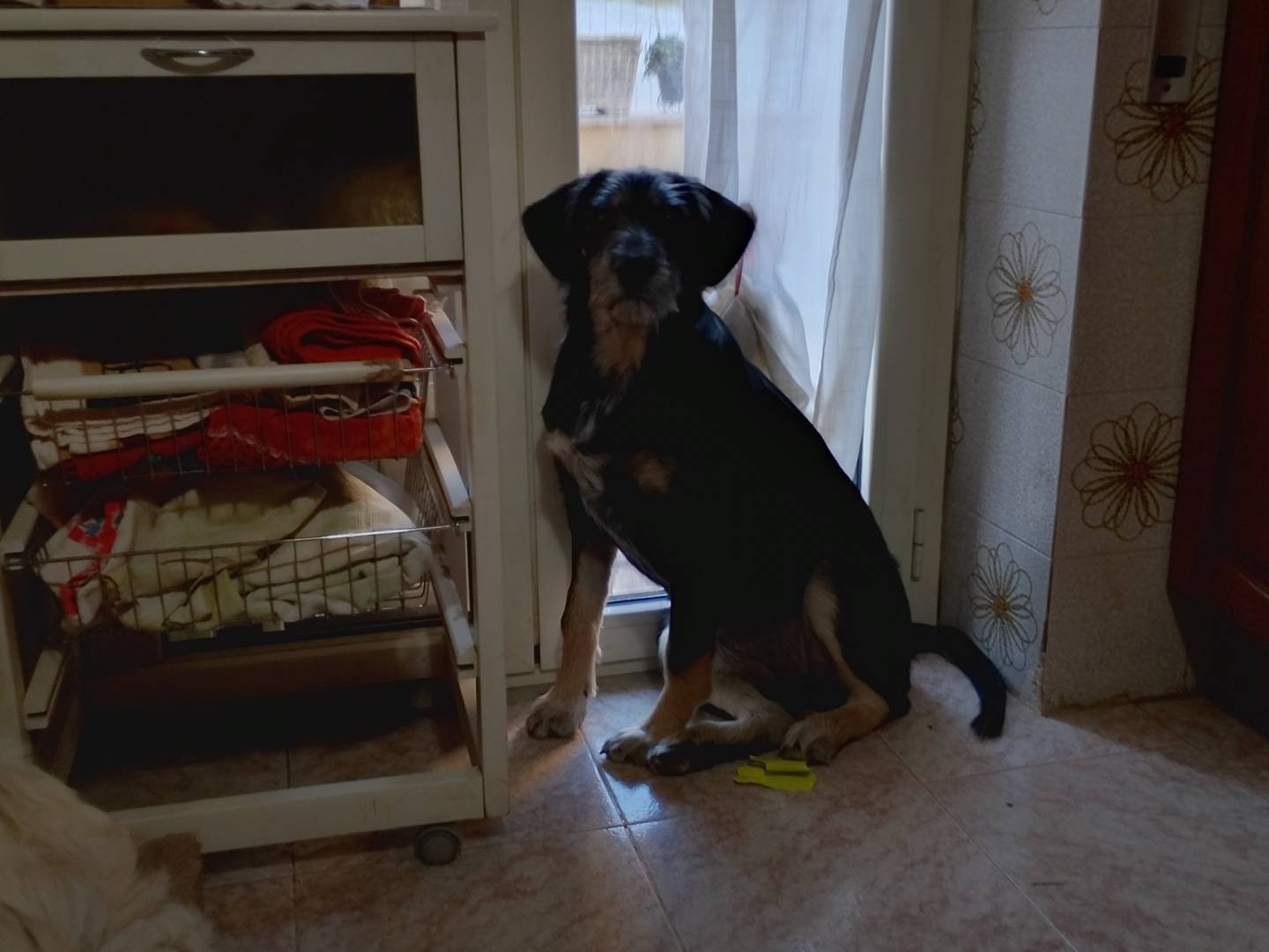 Adotta un cane, femmina, 6 mesi, Frosinone