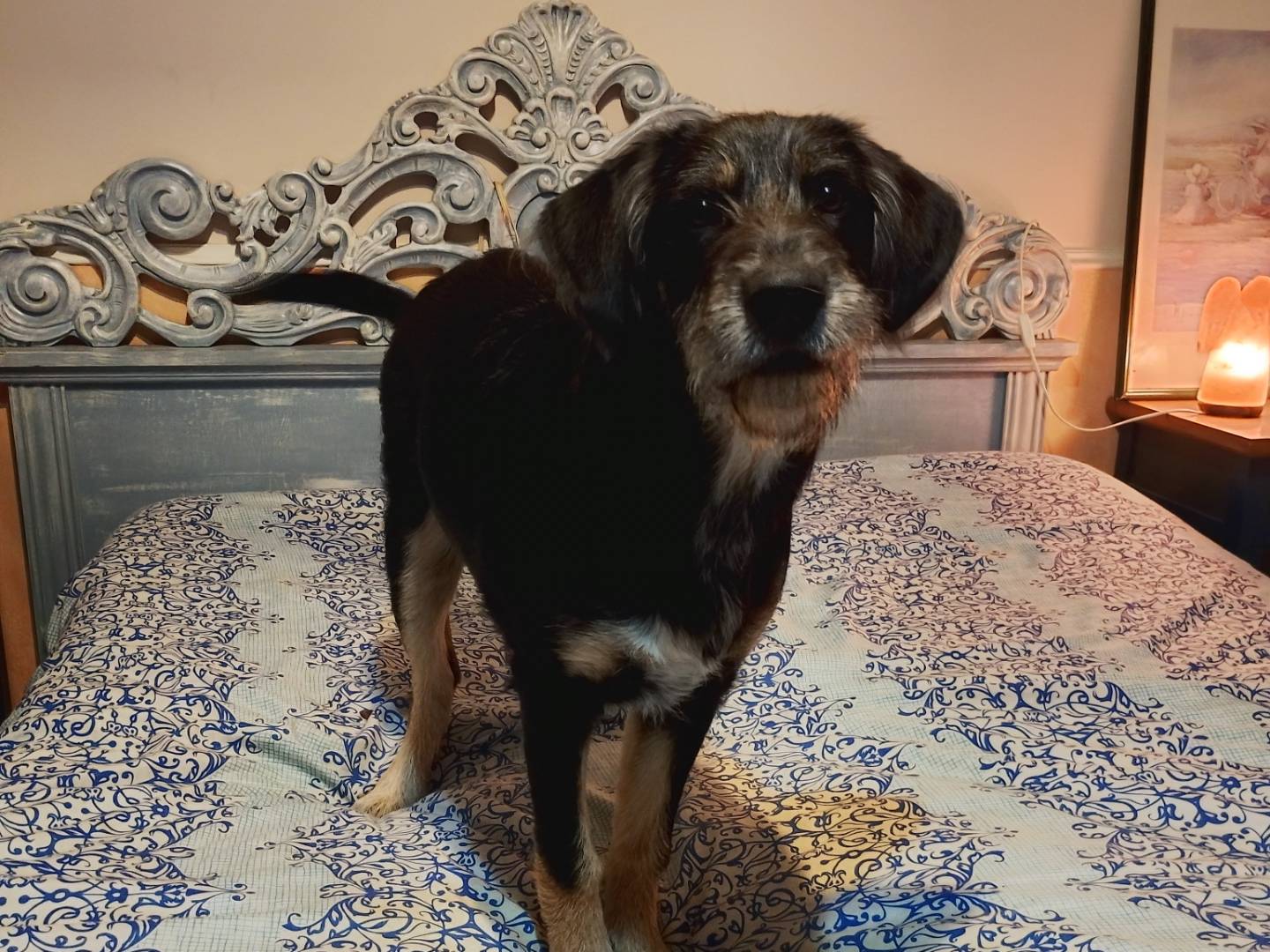 Adotta un cane, taglia grande, femmina, Frosinone