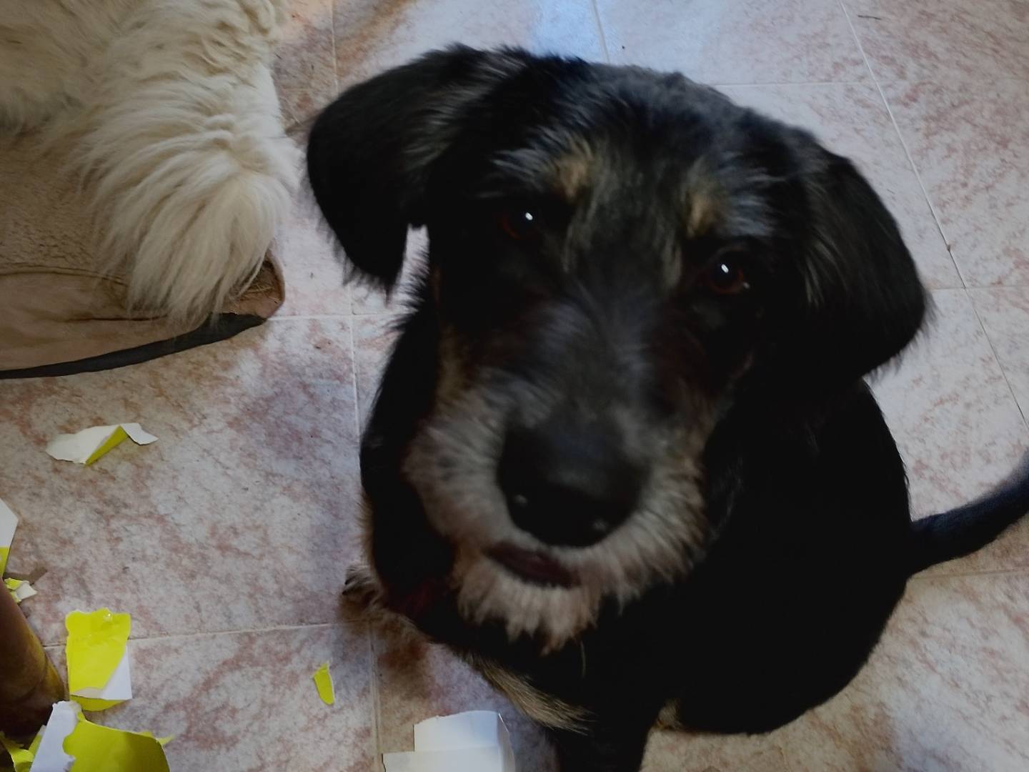 Vuoi adottare un cane a Frosinone?