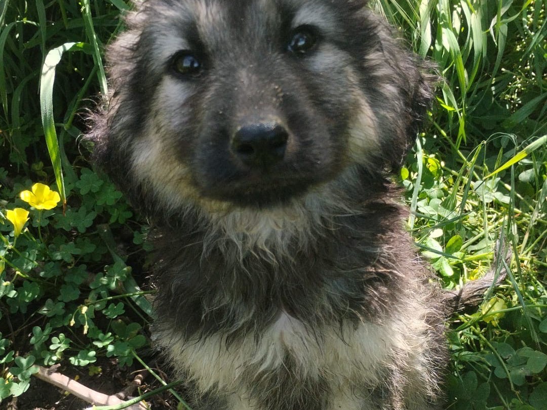 Adozione cane, maschio, Razza sconosciuta Razza sconosciuta, 3 mesi, taglia media, Vibo