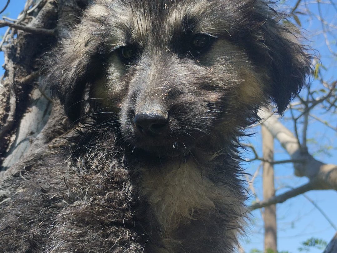 Vuoi adottare un cane a Vibo?