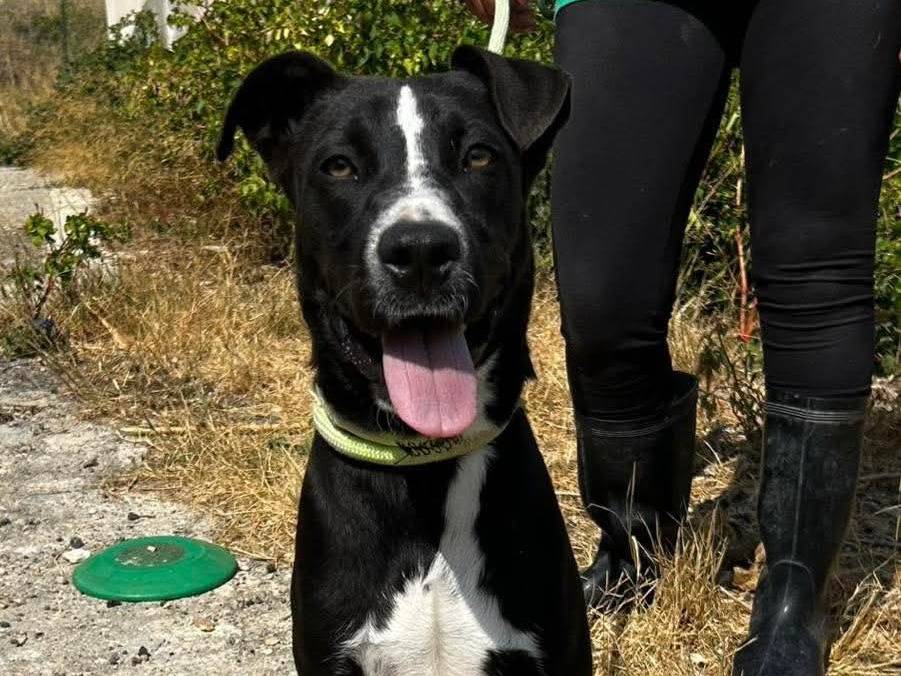 Adozione cane, femmina, Razza sconosciuta Razza sconosciuta, 1 anno e 7 mesi, taglia media, Parma