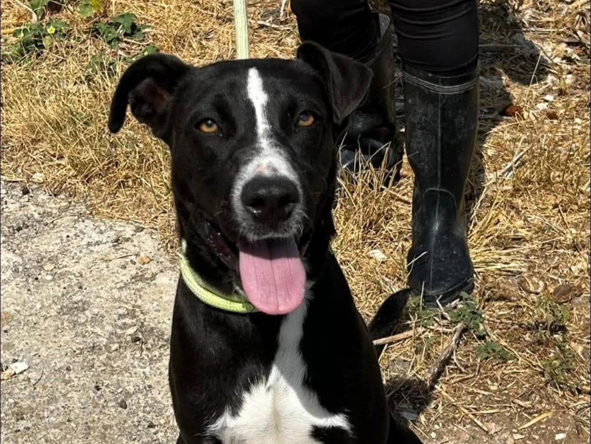 Adotta un cane, femmina, 1 anno e 7 mesi, Parma