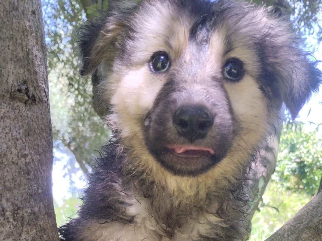 Adotta un cane, maschio, 3 mesi, Vibo