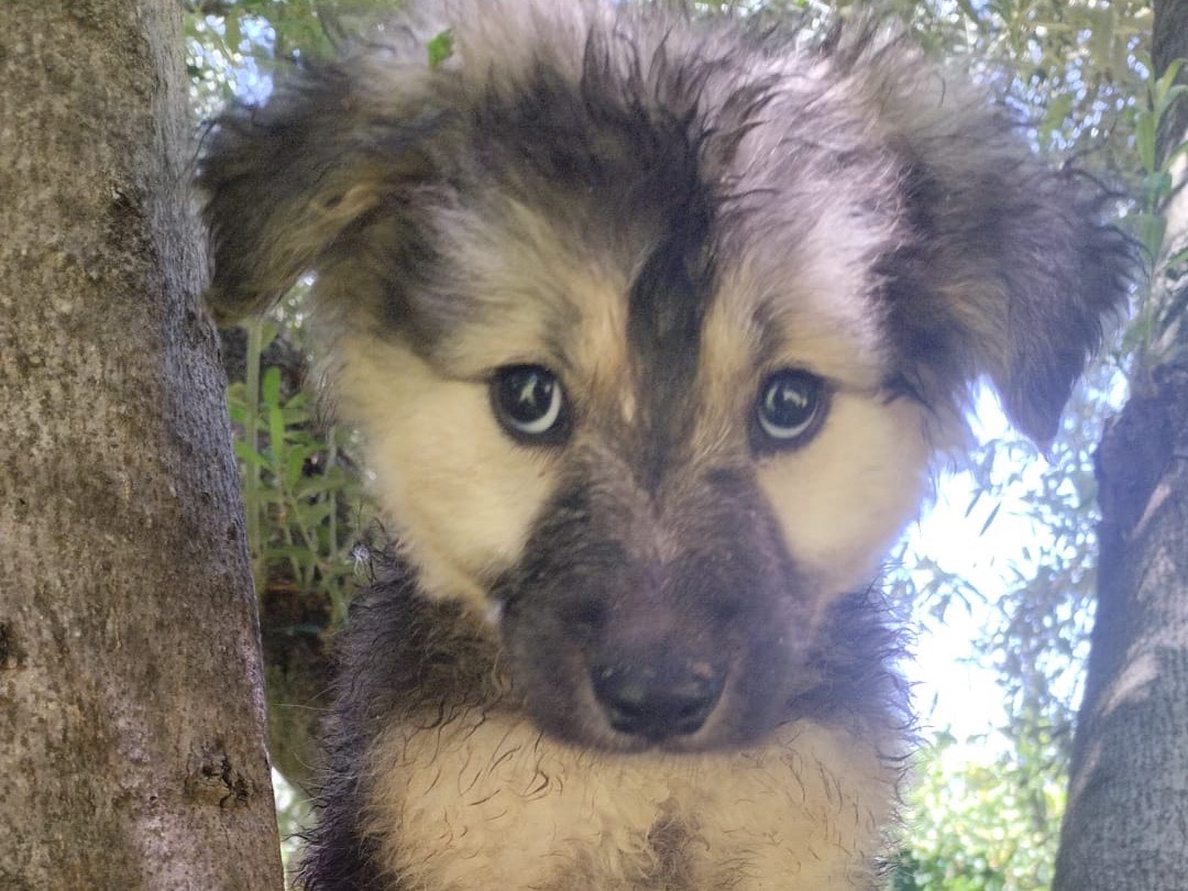 Adotta un cane, taglia media, maschio, Vibo