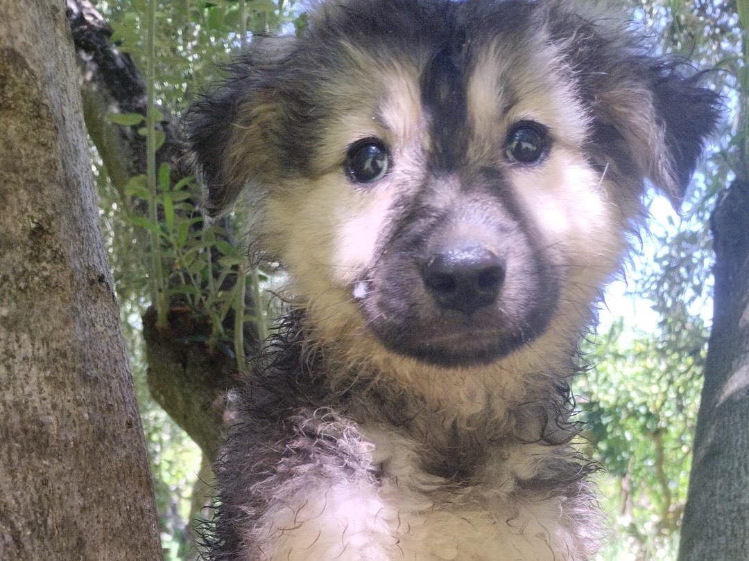 Vuoi adottare un cane a Vibo?