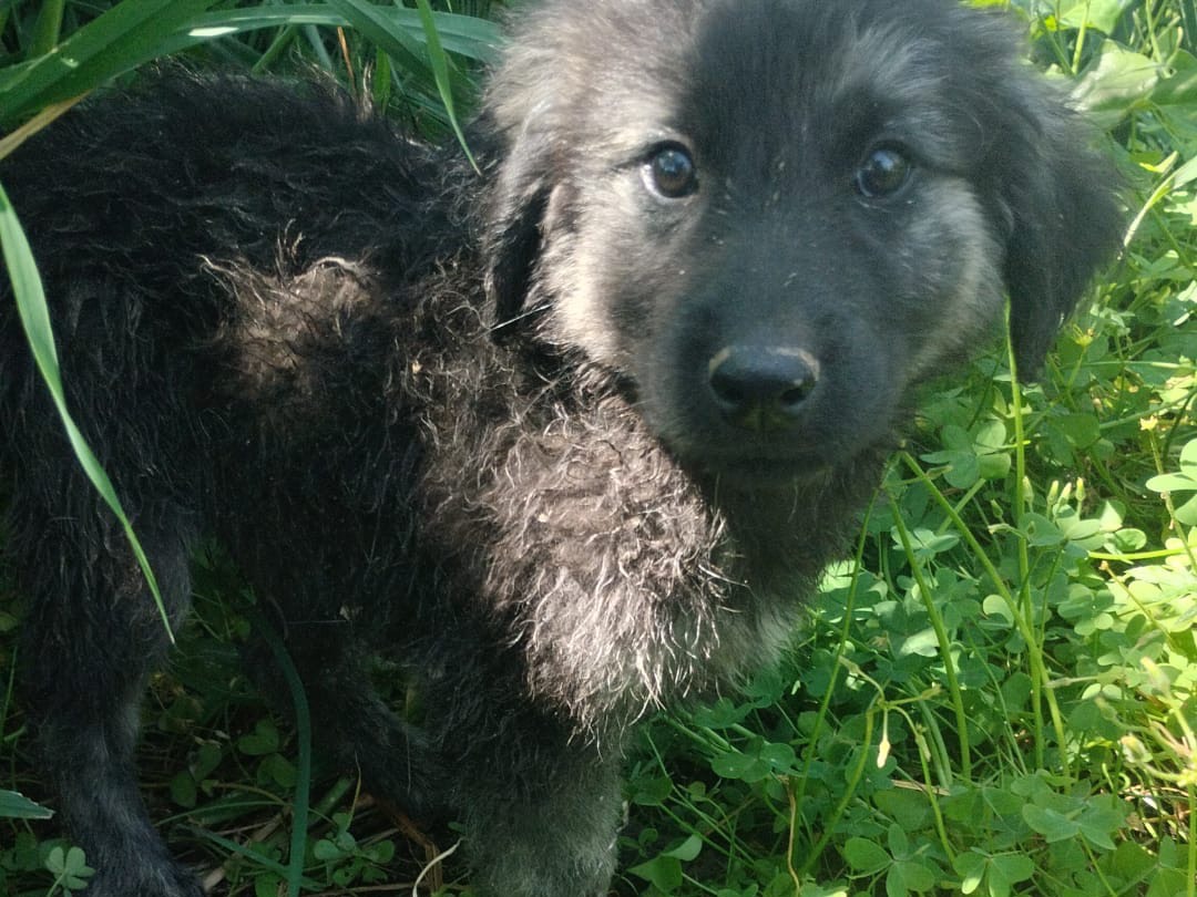 Adotta un cane, maschio, 3 mesi, Vibo