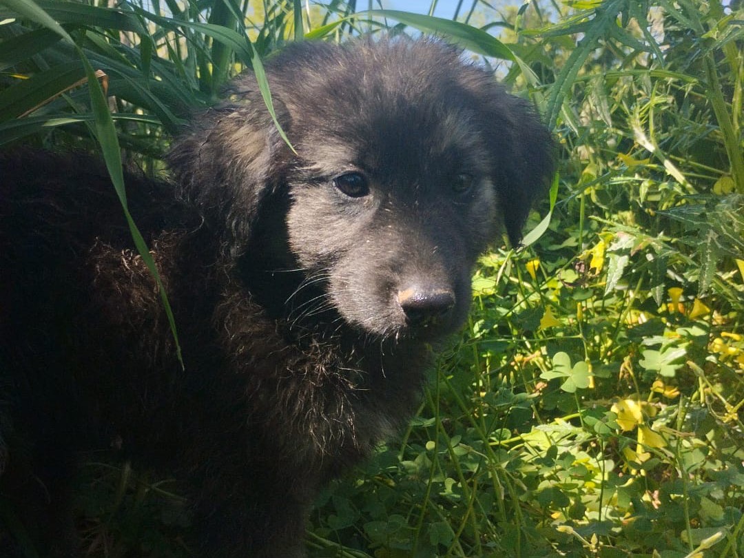 Adotta un cane, taglia media, maschio, Vibo