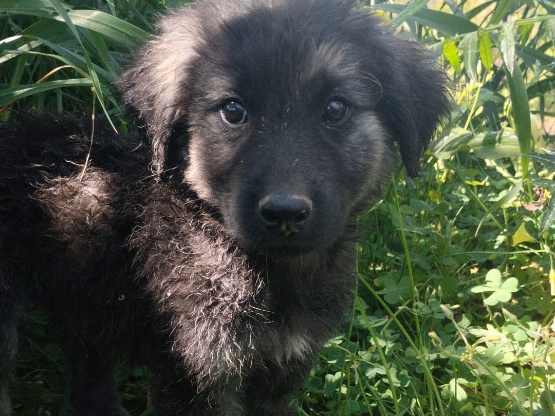 Adotta il cane Alaric a Vibo