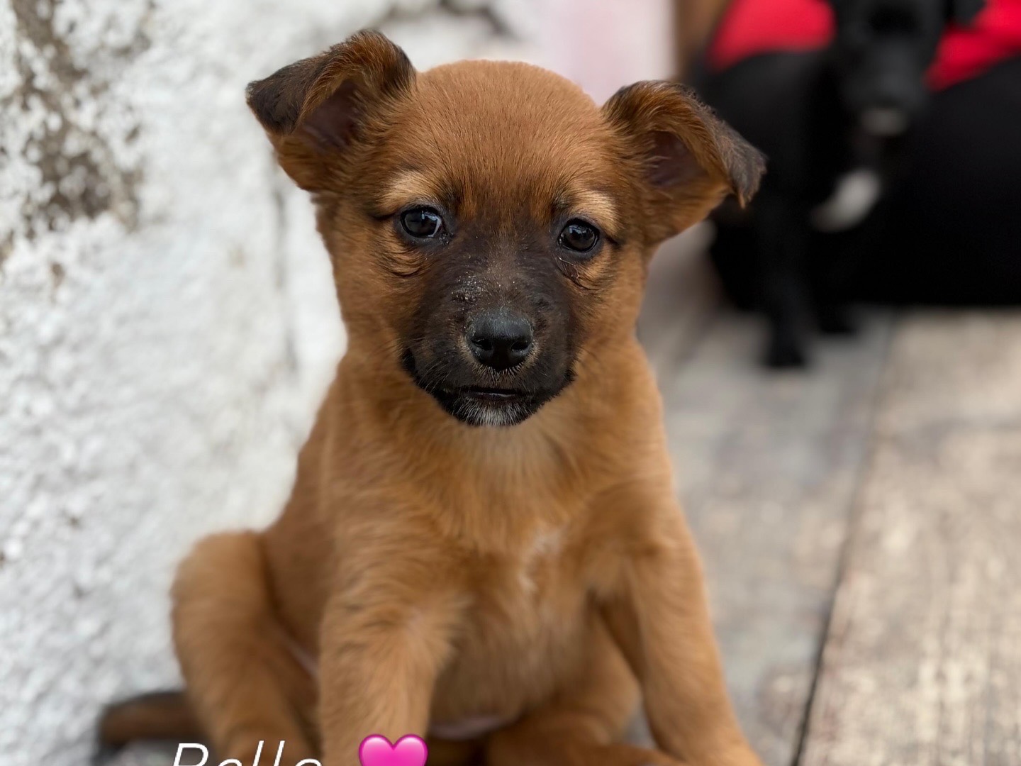 Adozione cane, femmina, Razza sconosciuta Razza sconosciuta, 2 mesi, taglia piccola, Napoli