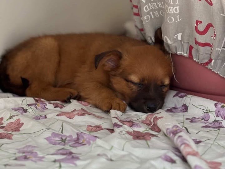 Adotta un cane, femmina, 2 mesi, Napoli