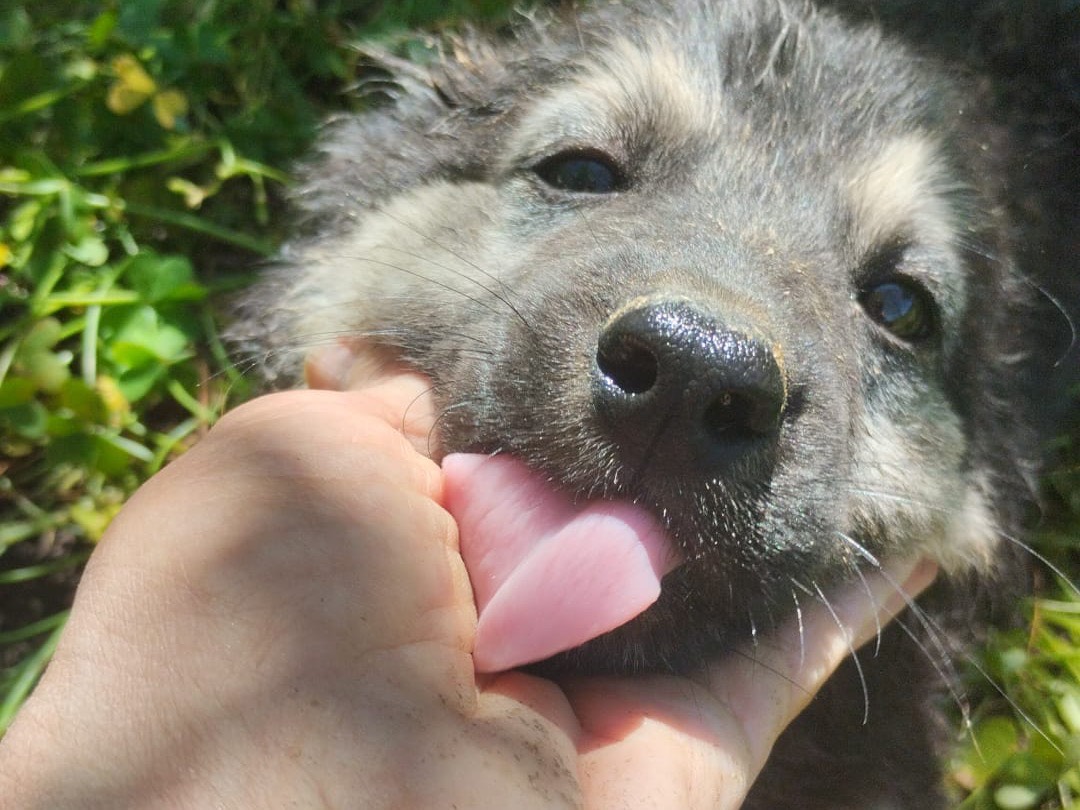 Adotta un cane, taglia media, maschio, Vibo