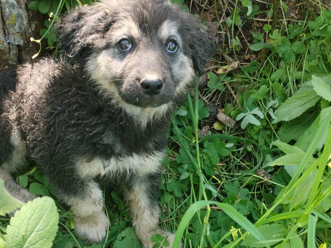 Vuoi adottare un cane a Vibo?