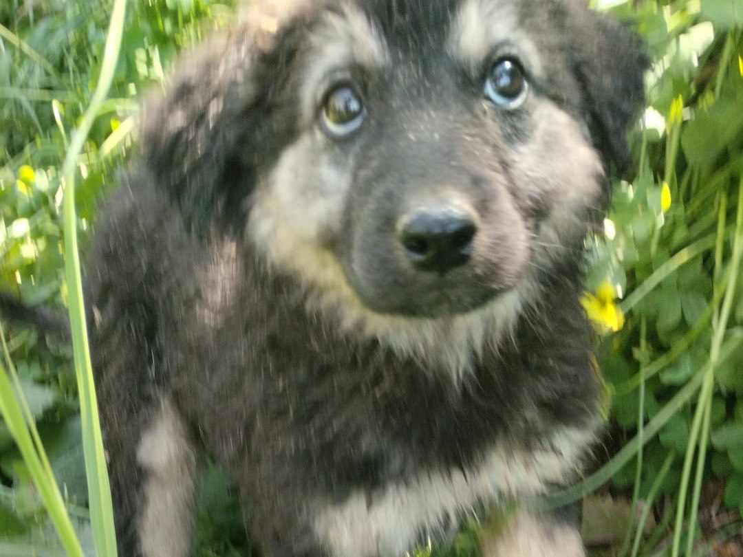 Adotta il cane Kronos a Vibo