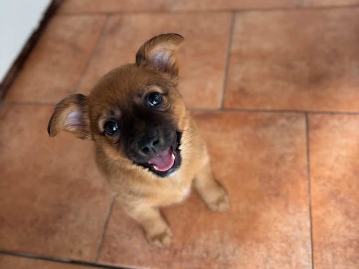 Adotta un cane, taglia piccola, femmina, Napoli