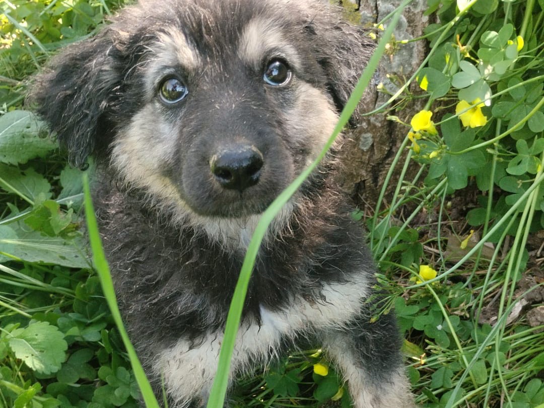 Adozione cane, maschio, Razza sconosciuta Razza sconosciuta, 3 mesi, taglia media, Vibo