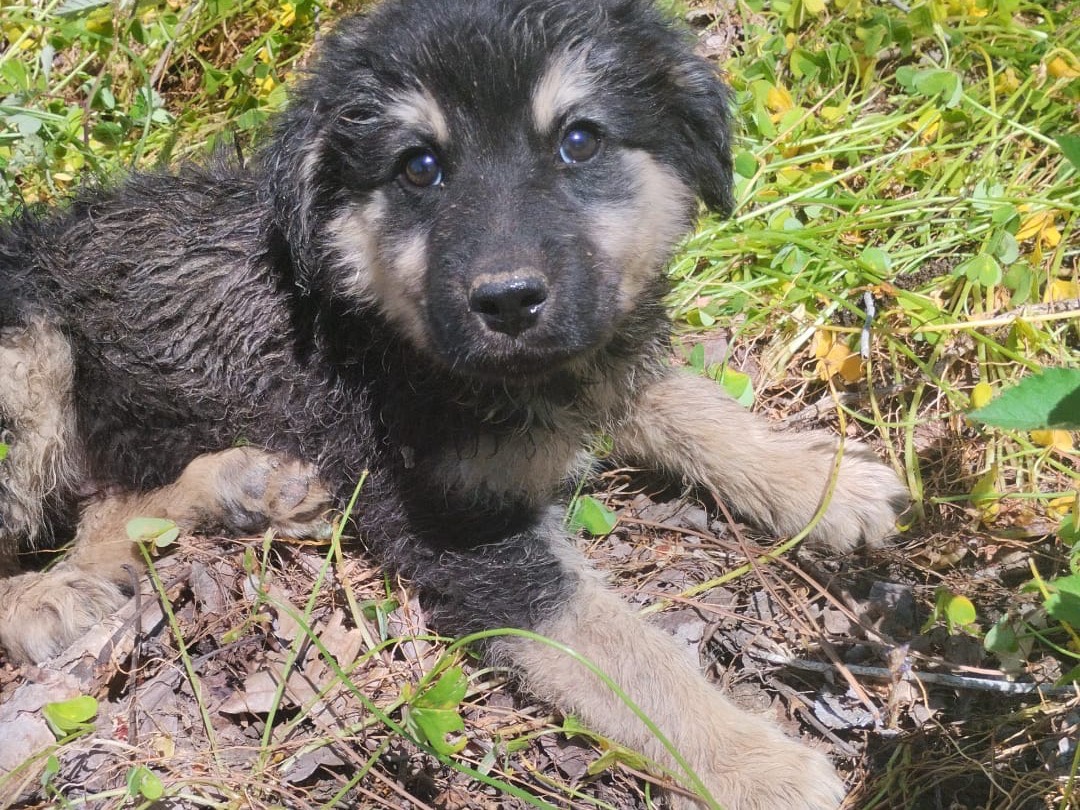 Adozione cane, maschio, Razza sconosciuta Razza sconosciuta, 3 mesi, taglia media, Vibo