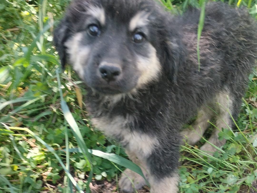 Adotta un cane, maschio, 3 mesi, Vibo