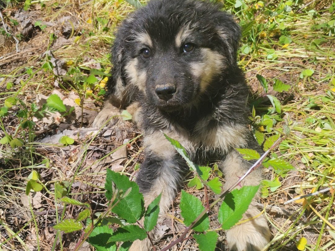 Adotta un cane, taglia media, maschio, Vibo